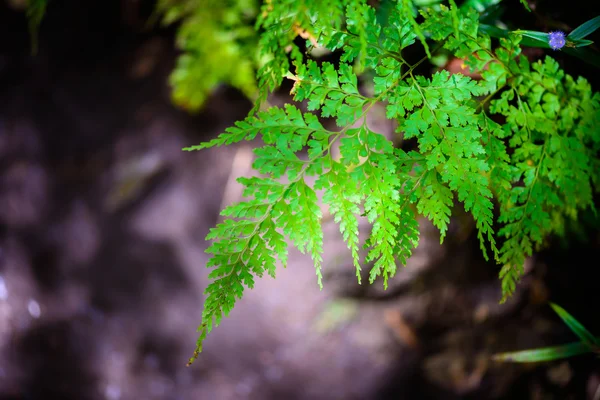 Hoja de helecho en el bosque —  Fotos de Stock