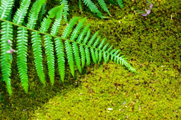 Farnblatt und Moos im Regenwald — Stockfoto