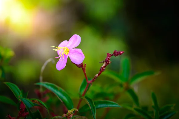 작은 꽃에 푸 힌 롱 Kla 국립 공원, 핏 사 눌 록 프로 — 스톡 사진