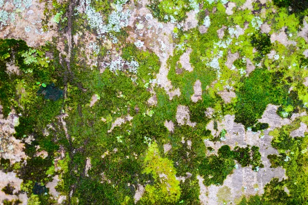 Textura zeleného mechu — Stock fotografie