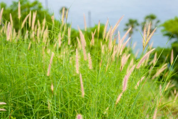 Абстрактный природный фон с травой на лугу — стоковое фото