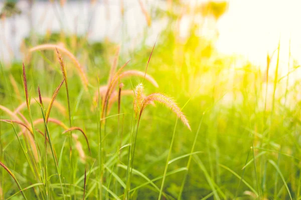 Grass flower in nature — Stock Photo, Image