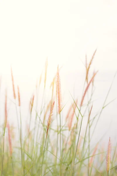 Abstrato natureza fundo com grama no prado — Fotografia de Stock