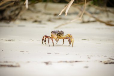 kıllı bacak dağ Yengeç