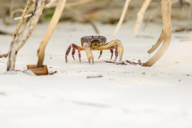 Hairy leg mountain crab clipart