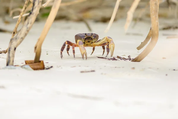 Hairy leg mountain crab — Stock Photo, Image