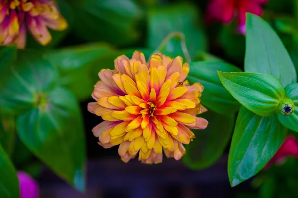 Levendige close-up Zinnia bloem — Stockfoto