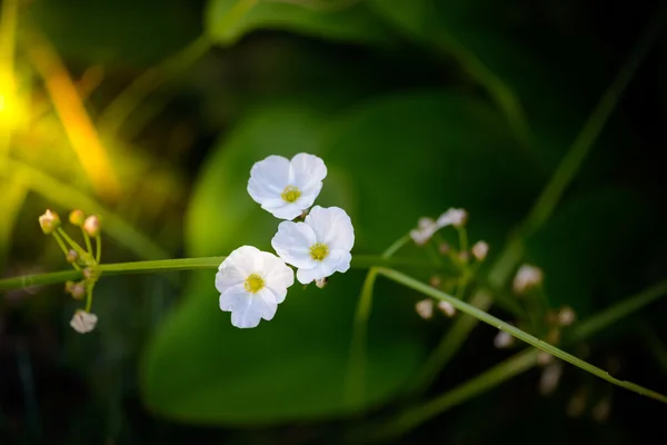 Små vita blommor — Stockfoto