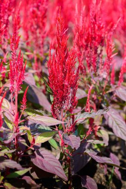 renkli celosia çiçek