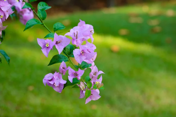 紫ブーゲンビリアの花 — ストック写真