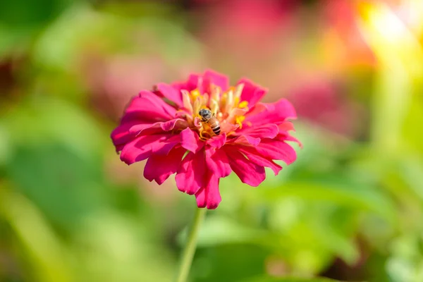 Canlı Zinnia çiçeği yakından — Stok fotoğraf