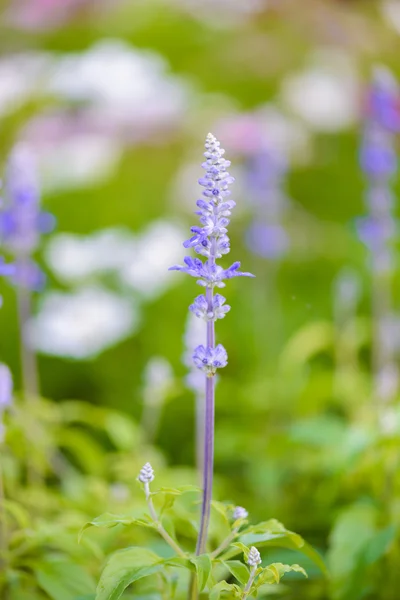 Blue salvia purple flowers — Stock Photo, Image