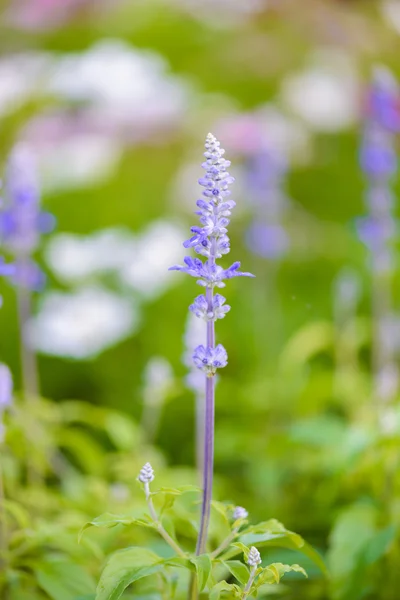 Salvia blu fiori viola — Foto Stock