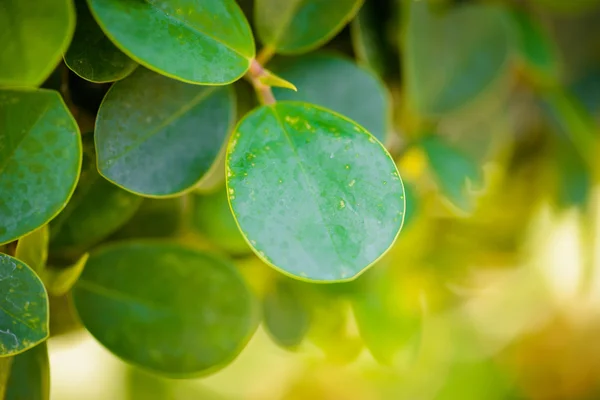 Closeup green leaf background — Stock Photo, Image