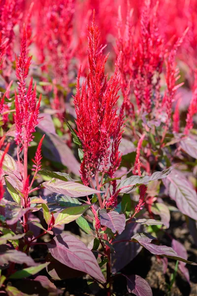 Πολύχρωμο celosia λουλούδι — Φωτογραφία Αρχείου