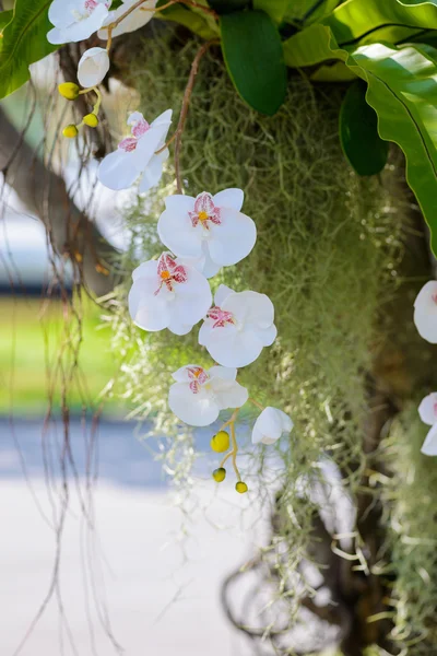 Flores brancas da orquídea na árvore — Fotografia de Stock