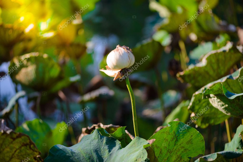Un loto marchito — Foto de stock © sirastockid08 #93250094
