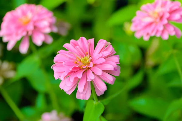 Lebendige Nahaufnahme Zinnia Blume — Stockfoto