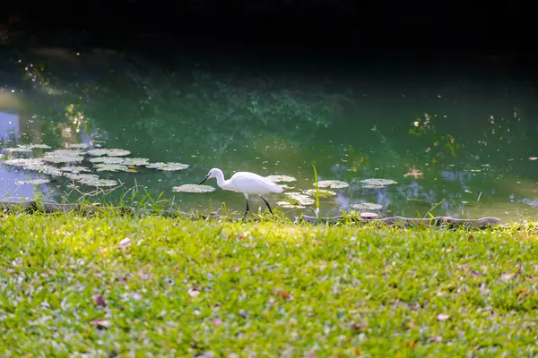 Egret Hunting for Fish — Stock Photo, Image