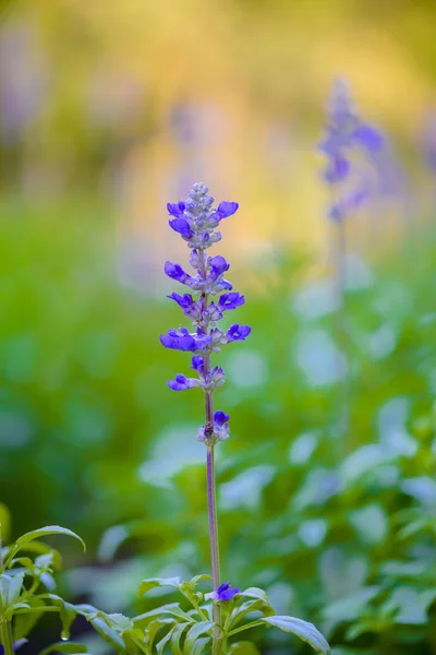 蓝紫色鼠尾草花 — 图库照片