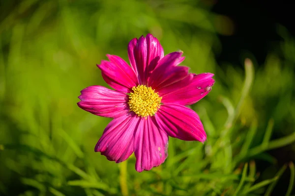 Kükürt cosmos çiçek — Stok fotoğraf