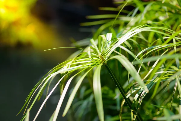 Tropisk utsikt. Papyrus växter — Stockfoto