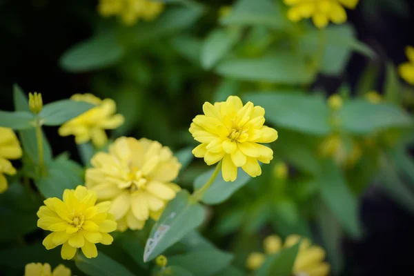 Vivid close up Zinnia flor — Fotografia de Stock