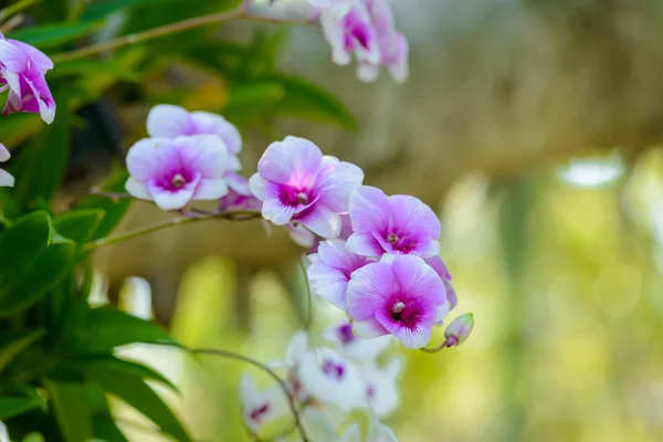 White orchid flowers on the tree — Stock Photo, Image