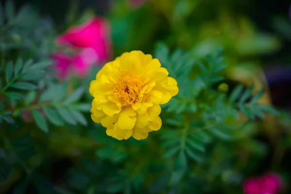 Marigold close up — Stock Photo, Image