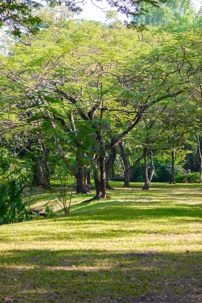 Trees garden in Thailand — Stock Photo, Image