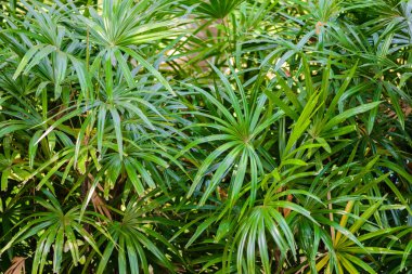 Licuala paludosa Griff ağaç