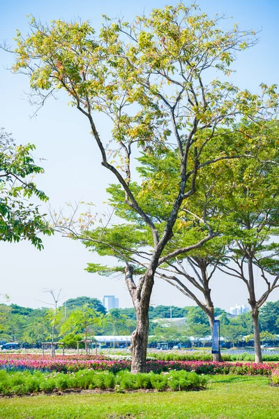 Jardín de árboles en Tailandia — Foto de Stock