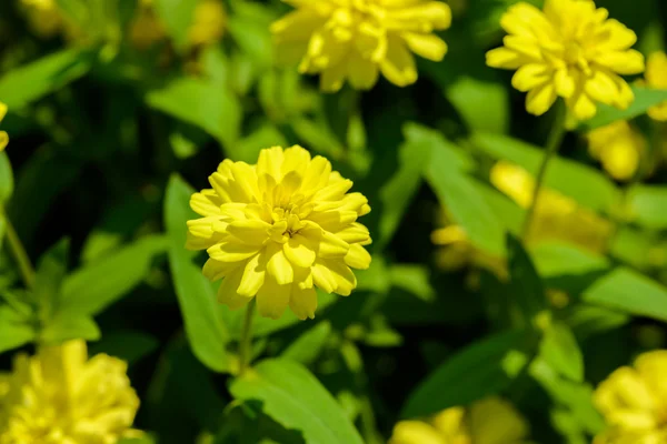 Vivid close up Zinnia flower — Stock Photo, Image