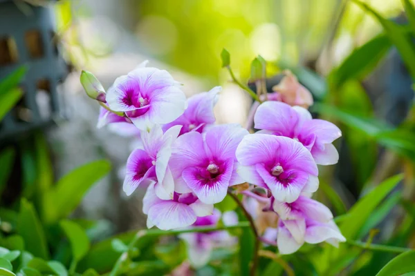 Flores blancas de la orquídea en el árbol — Foto de Stock