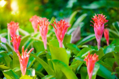 Güzel kırmızı bromeliad çiçek