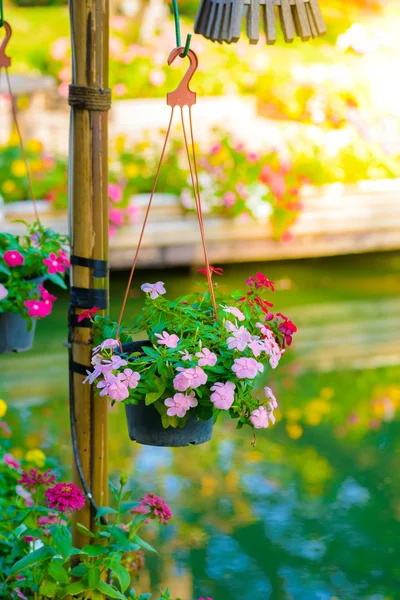 Schöne rosa Vinca-Blume — Stockfoto
