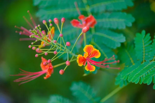 Макаді boyant квітка — стокове фото