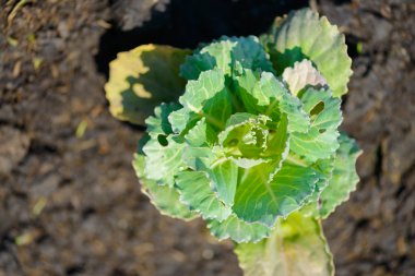 Fidan, süs bitkileri