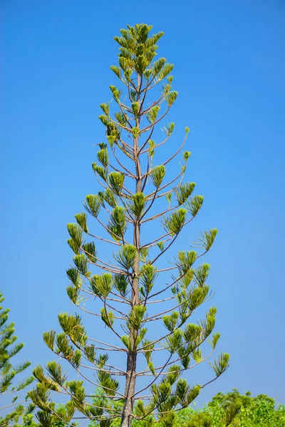 Folhas de pinho da ilha de Nolfolk no céu — Fotografia de Stock