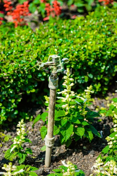 Springer in giardino — Foto Stock