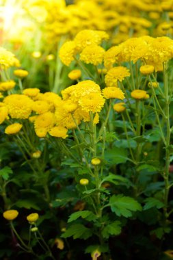 renkli zinnia çiçeği