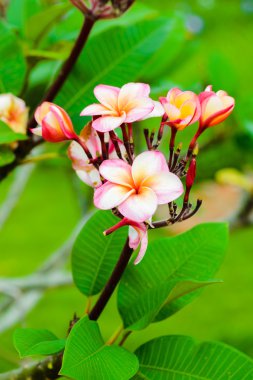 Ağaçta Frangipani çiçeği