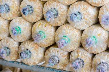 Toprak ve talaş mantar yetiştirme