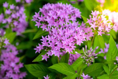 Mısır starcluster; Starflower