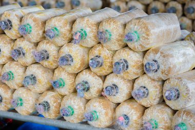 Toprak ve talaş mantar yetiştirme