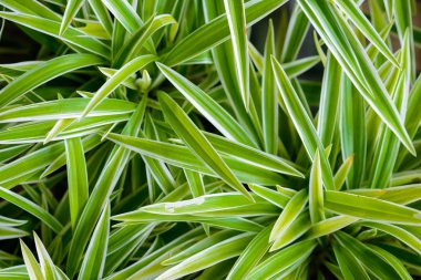 Cholorophytum comosum, yakın