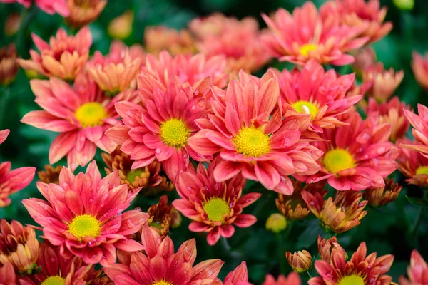 Bunte Zinnia-Blume — Stockfoto