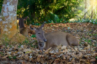 düşüş sırasında dişi geyik