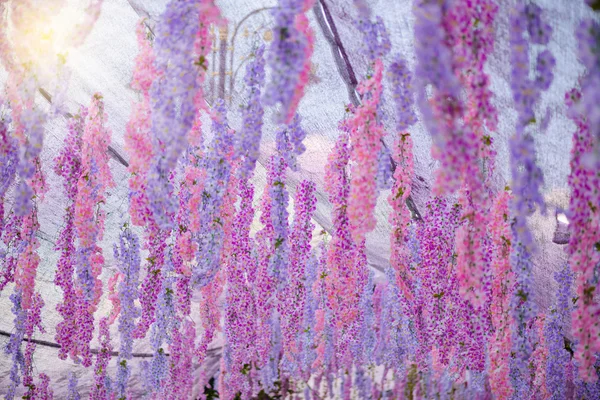 Büyük wisteria çiçek