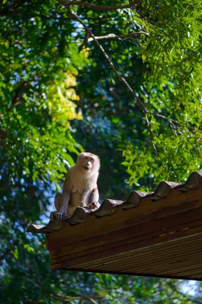 Macaco sentado no telhado — Fotografia de Stock